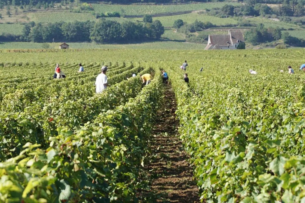 DOMAINE BONNARDOT - PIF! La cave