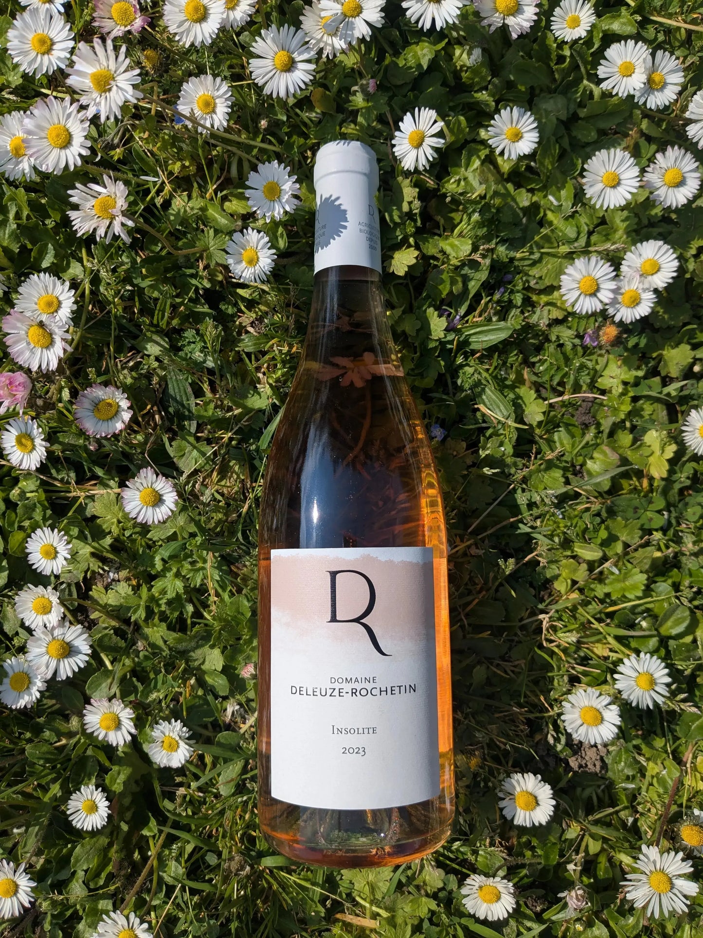 INSOLITE DOMAINE DELEUZE ROCHETIN