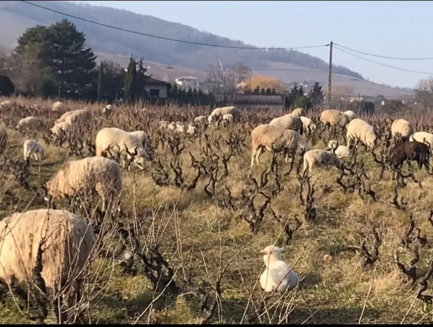 DOMAINE JOUBERT - PIF! La cave