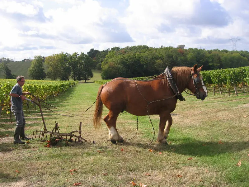 CHATEAU LAUDUC - PIF! La cave