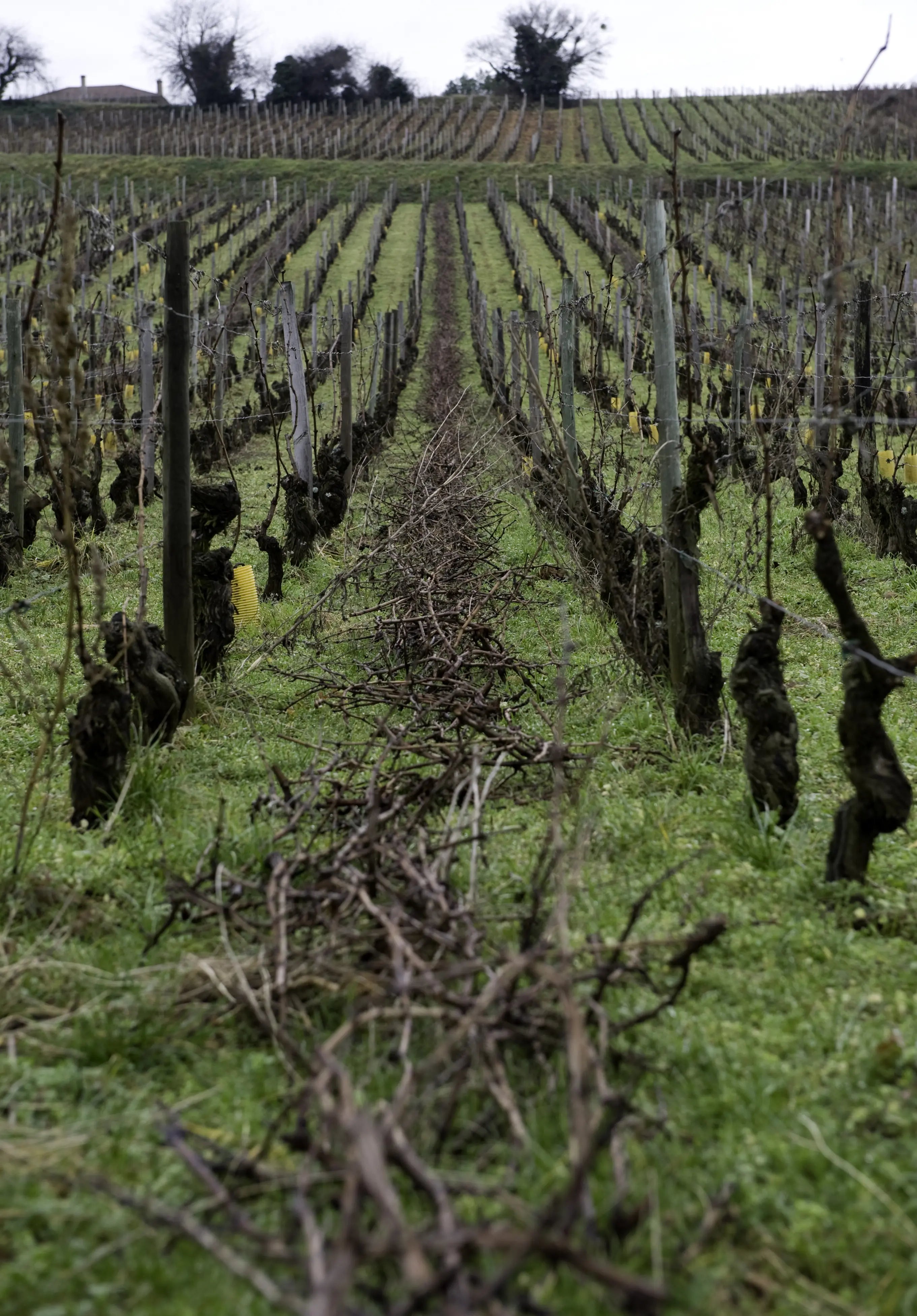 CHATEAU DE LAVERNETTE - PIF! La cave