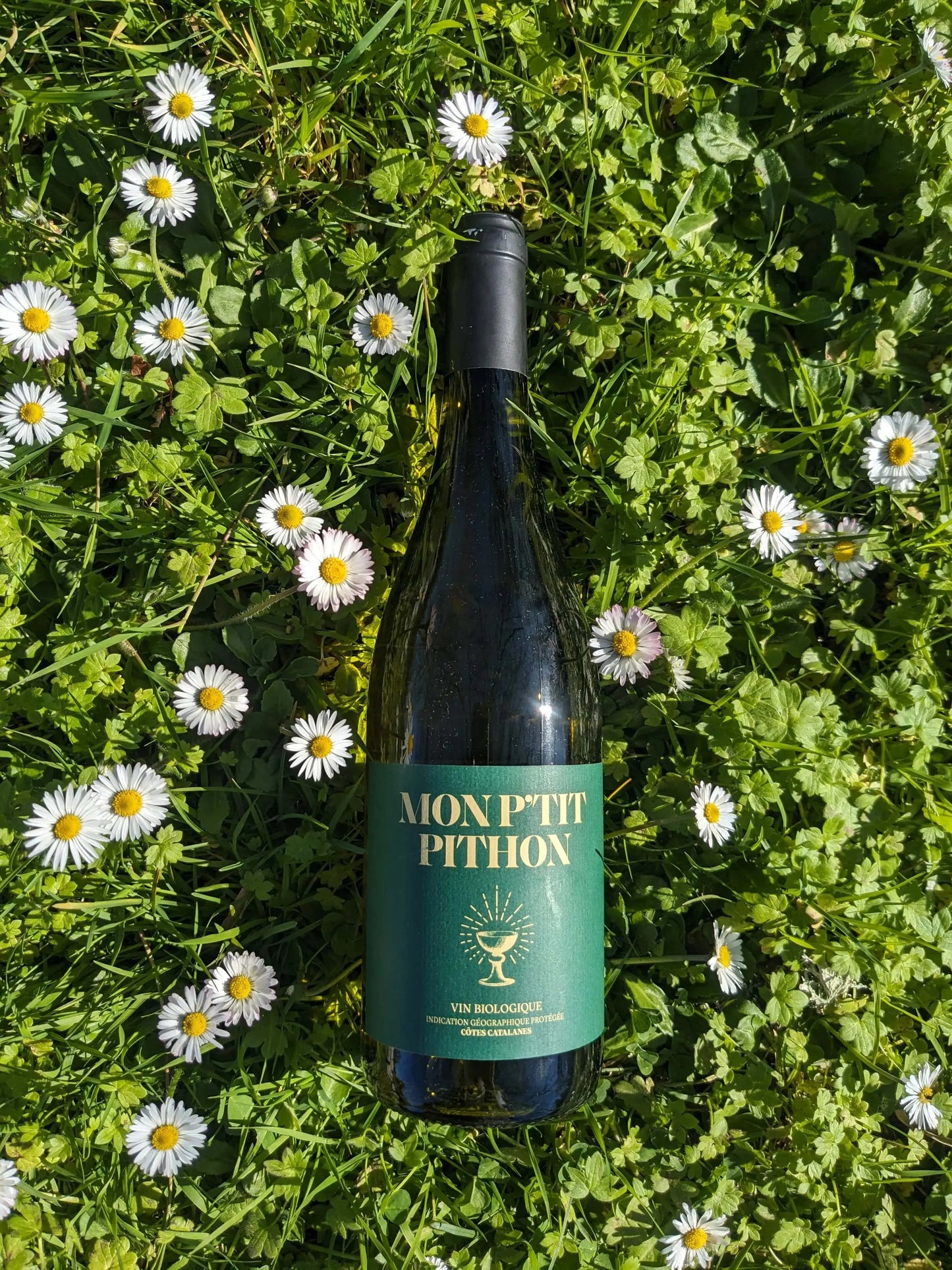 MON P'TIT PITHON BLANC OLIVIER PITHON