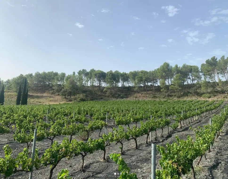 VINOCEROS - PIF! La cave